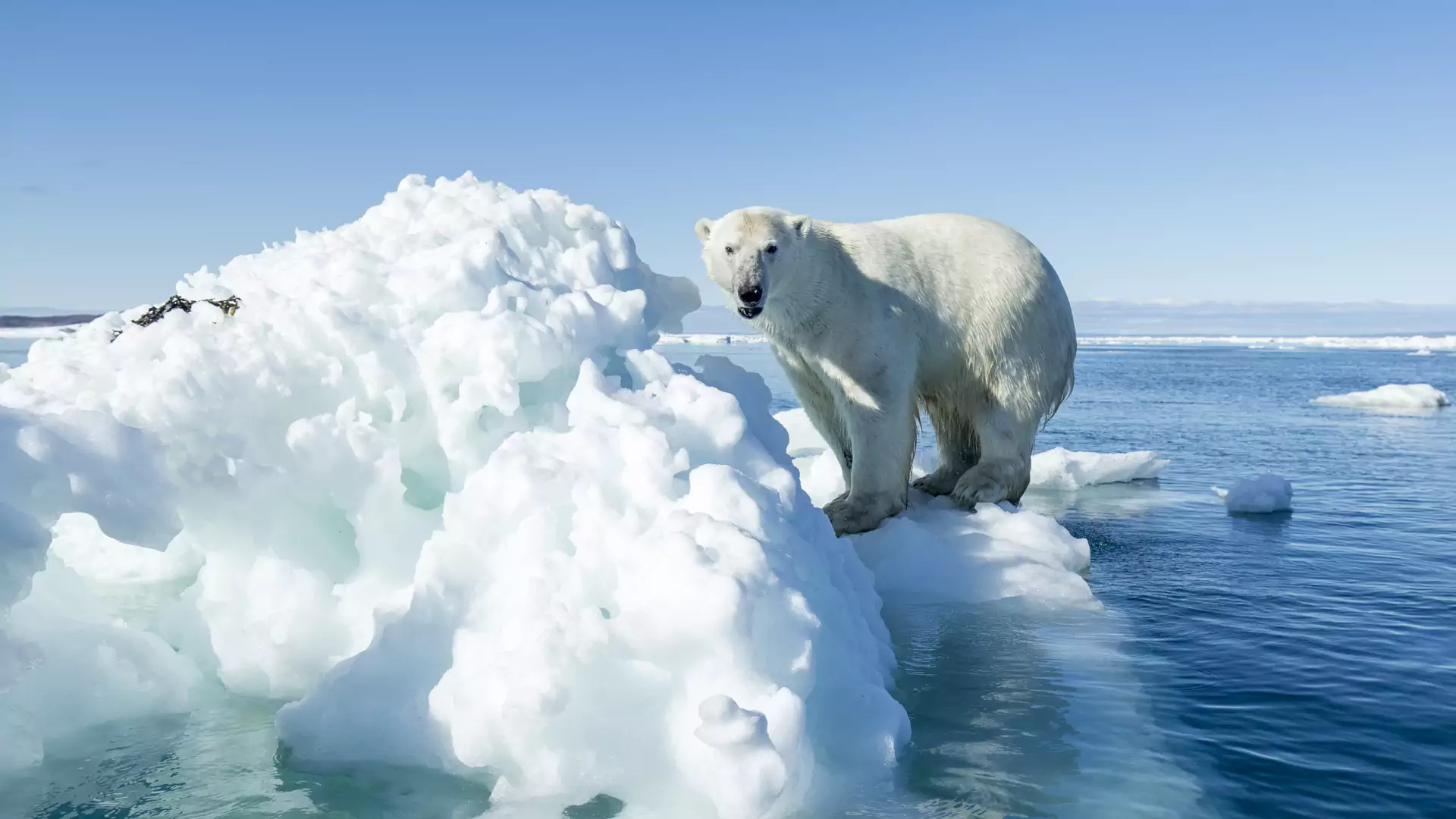 Arktyka ociepla się o wiele szybciej, niż sądzono. "To dotknie wszystkich ludzi"