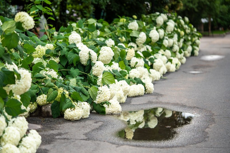 Hortensja Anabelle bez podpory po ulewie