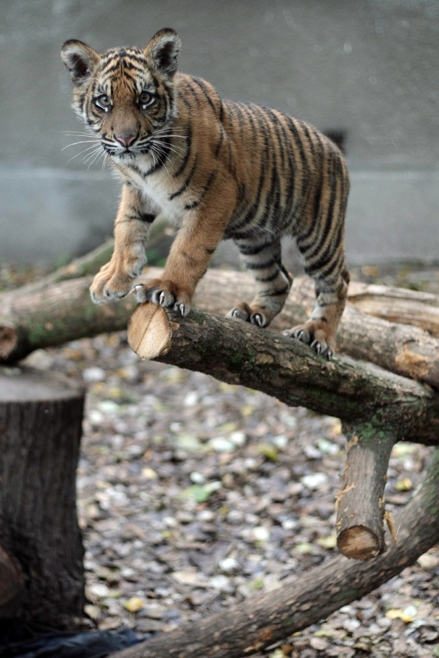 WARSZAWA ŚWIATOWY DZIEŃ ZWIERZĄT ZOO