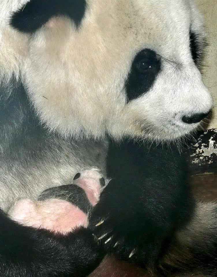 THAILAND PANDA