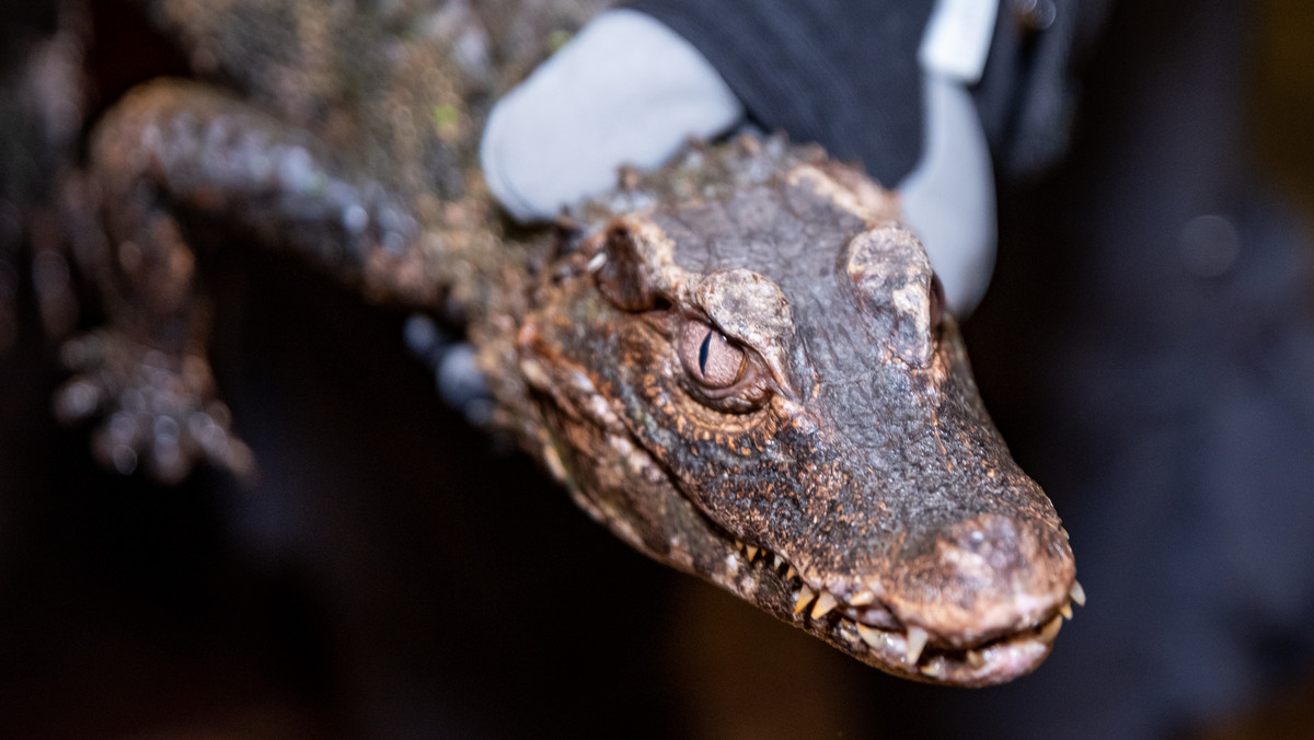 Krokodyl z Wrocławia to nie uciekinier, a wyrzucony z czyjegoś domu "pupil"
