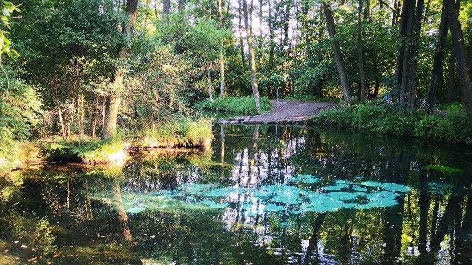 Rezerwat przyrody Niebieskie Źródła w Tomaszowie Mazowieckim
