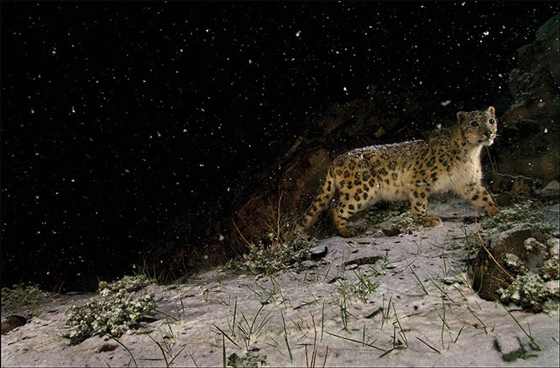 Zobacz najlepsze "dzikie" zdjęcia