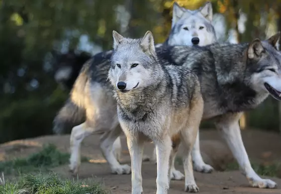 To wideo poruszy największych twardzieli: 6 małych wilczków razem wyje na drodze