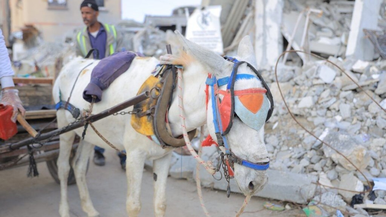 "Jeśli nasz osioł umrze, my też umrzemy". Ci kopytni bohaterowie pomagają ludziom przetrwać katastrofę humanitarną w Strefie Gazy