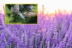 Pierwsze cięcie lawendy po zimie. Kiedy i jak przycinać ją przed wiosną?