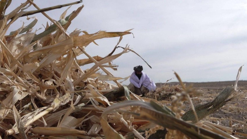 Neki zemljoradnici su spremni da istrpe teške uslove života da ih ne bi uhapsili talibani | Foto: BBC