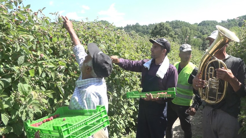 Muzičari se snašli ko berači