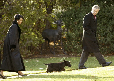 Wszystkie psy prezydenta / 08.jpg
