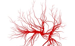 Talidomid może pomóc osobom z nieprawidłowym rozwojem naczyń krwionośnych