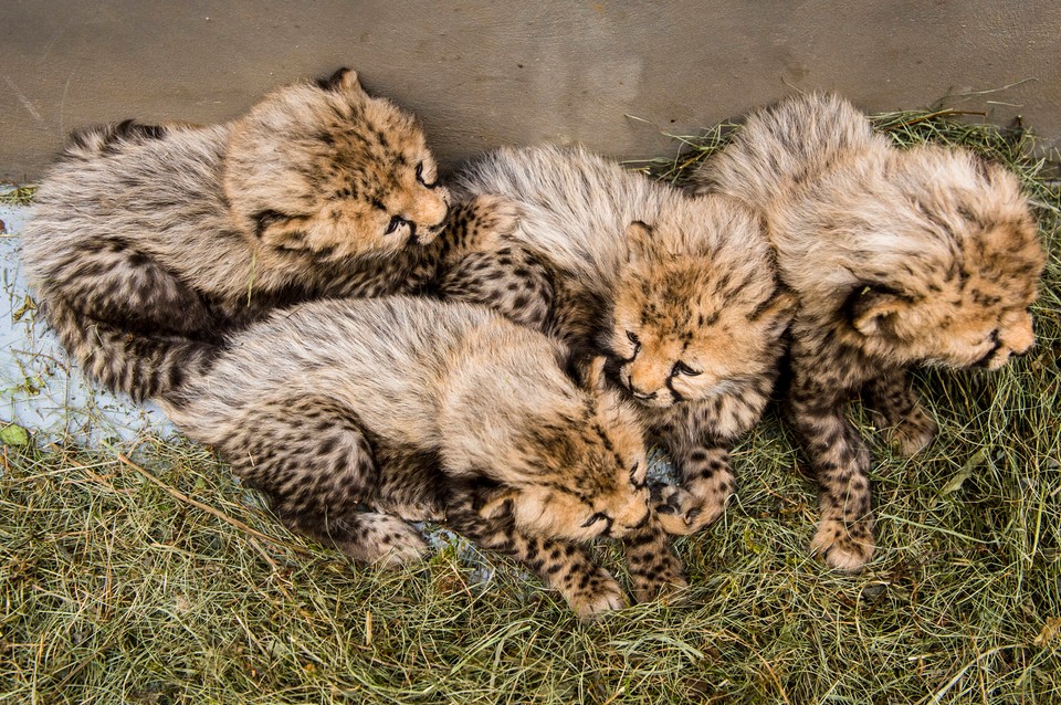 Młode gepardy w Zoo Dvur Kralove