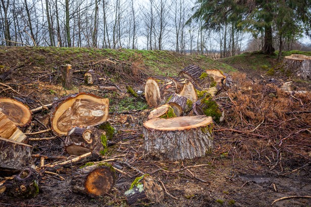 Opłaty za wyrąb ponoszą przedsiębiorcy