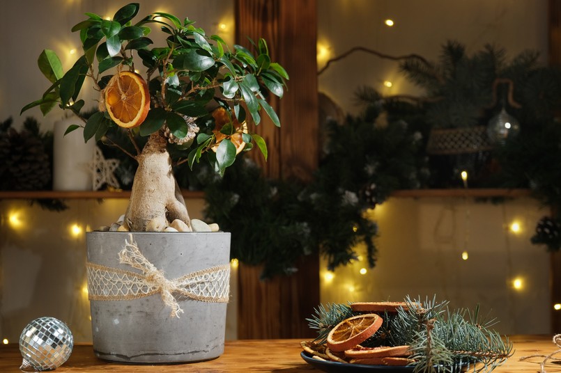 Potted,Houseplant,Decorated,With,Christmas,Decoration,In,Cozy,Interior.,Eco