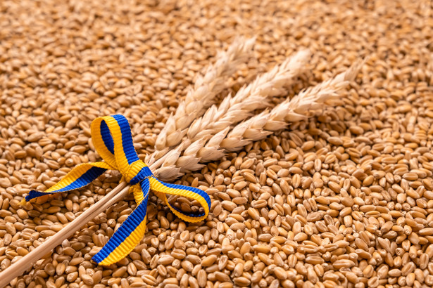 Ministerstwo Rolnictwa podała listę firm, które importowały zboże z Ukrainy do Polski