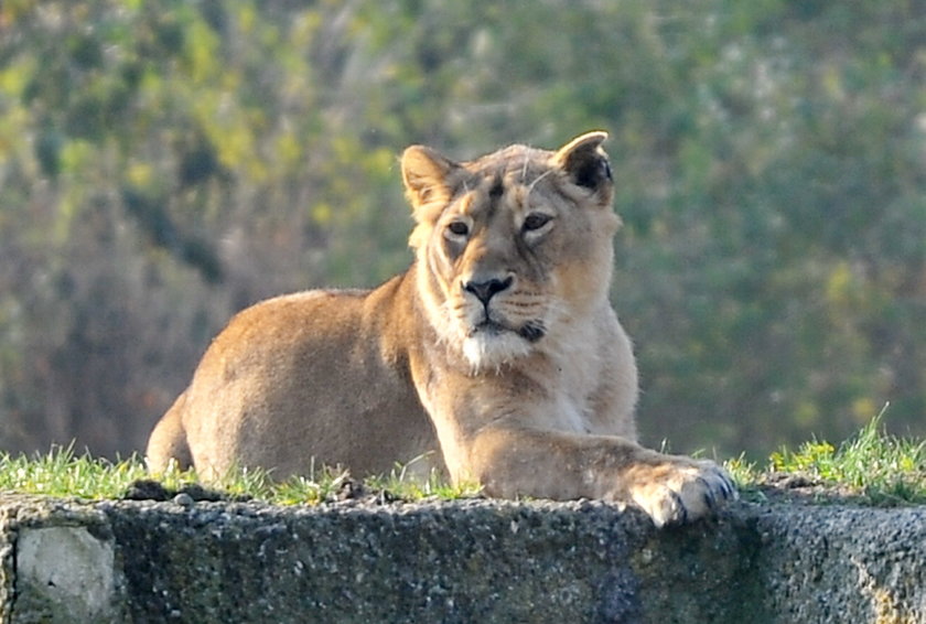 Sztuczne zapłodnienie lwów w łódzkim zoo 