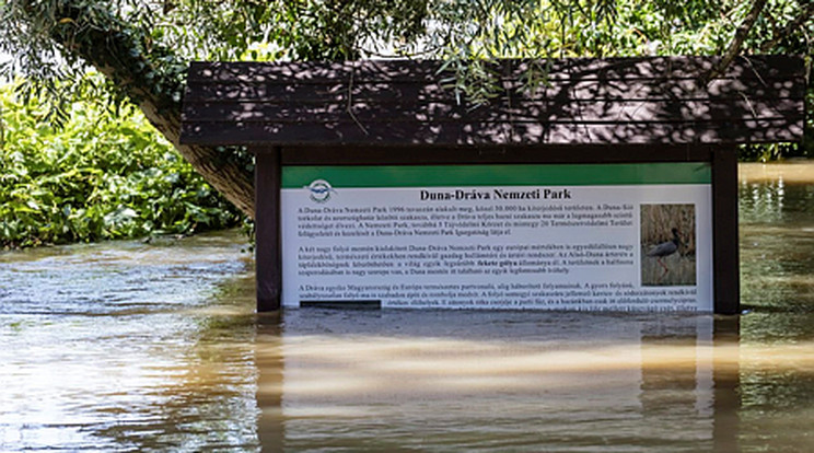 Az áradó Dráva részben ellepi a Duna-Dráva Nemzeti Park tájékoztató tábláját Őrtilosnál 2023. augusztus 8-án/Fotó: MTI/Katona Tibor
