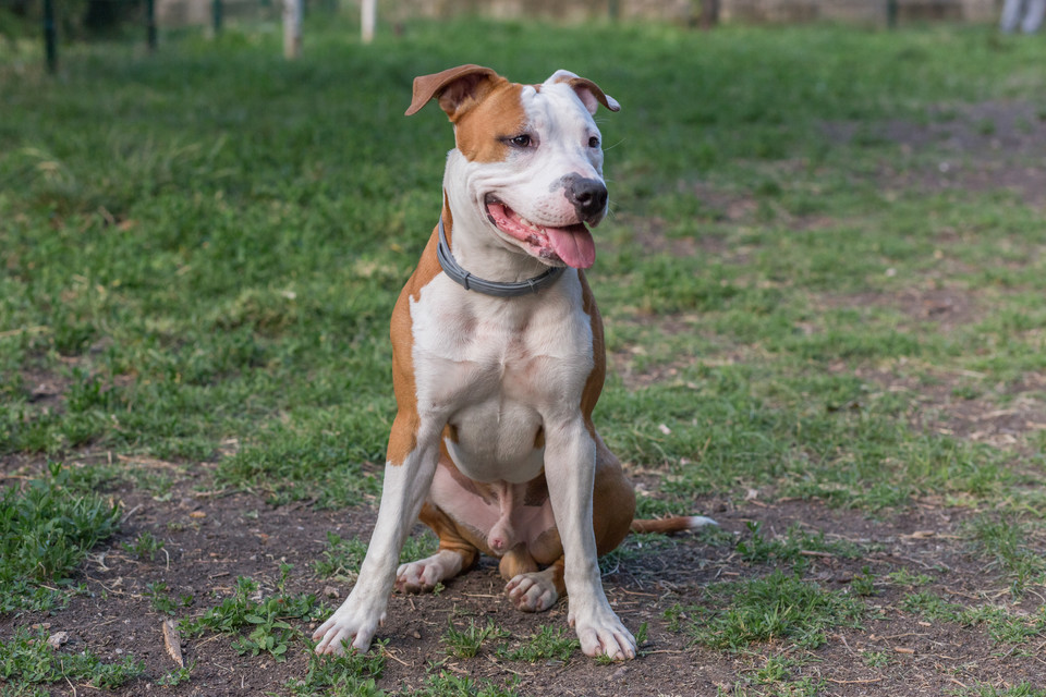 Amerykański pitt bull terrier