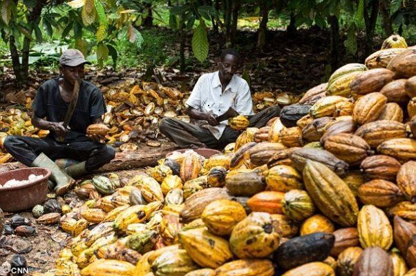 Cocoa harvesting by local farmers