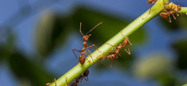 Cztery rośliny, które odstraszają mrówki - warto je mieć w ogrodzie!