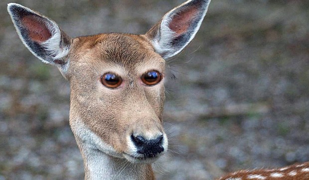 zivotinje oci napred01 foto Imgur Kiyoi