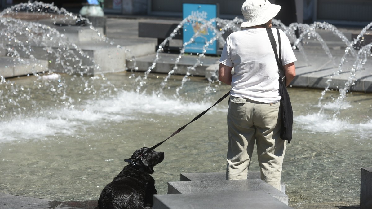 Ovo je 7 rasa pasa idealnih za penzionere i starije ljude