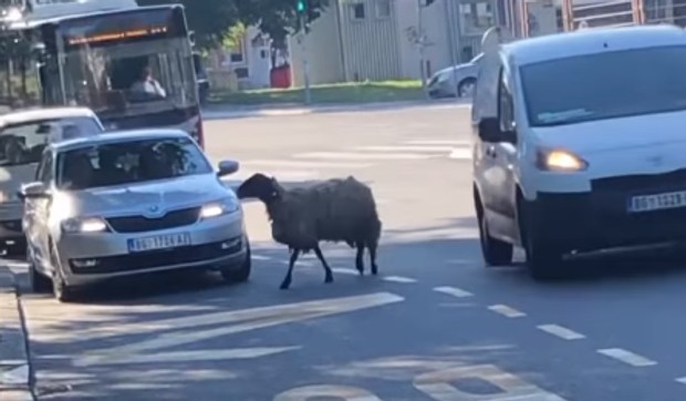 Ovca na Konjarniku