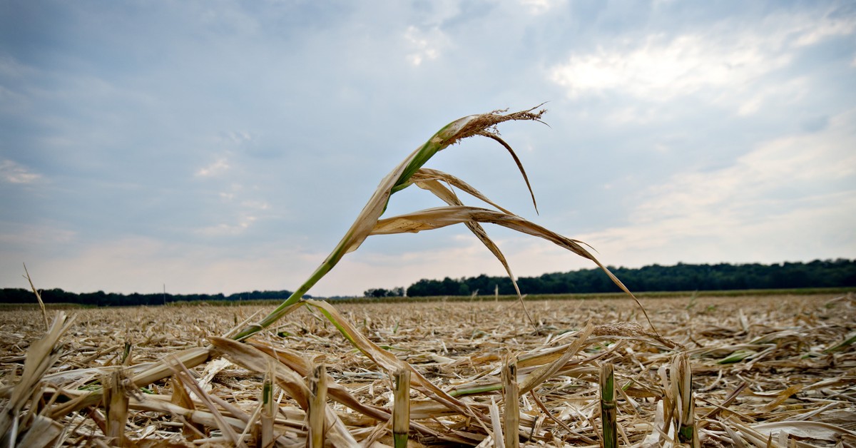 Круги на пшеничных полях. Почему на полях со. Круги на полях. В поле. Круги на гречишном поле в тольятти.