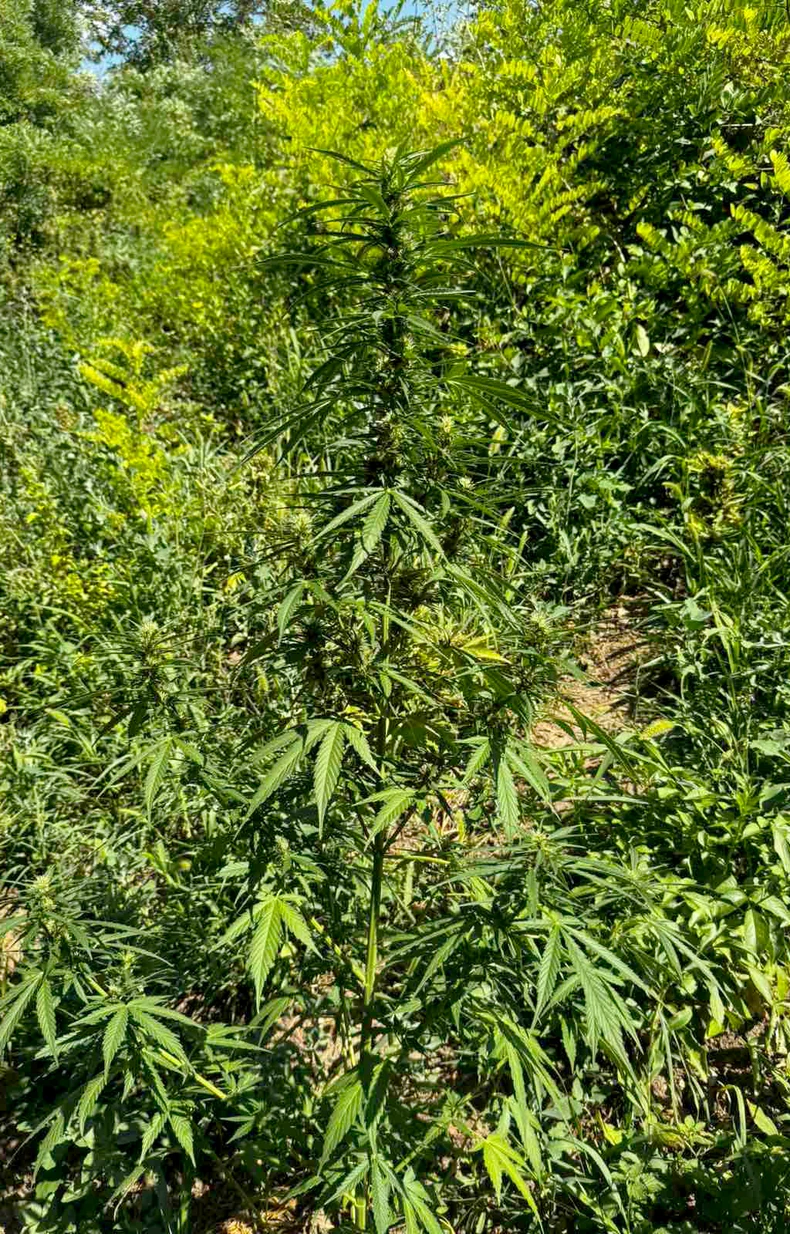 Zasad marihuane u Rumi