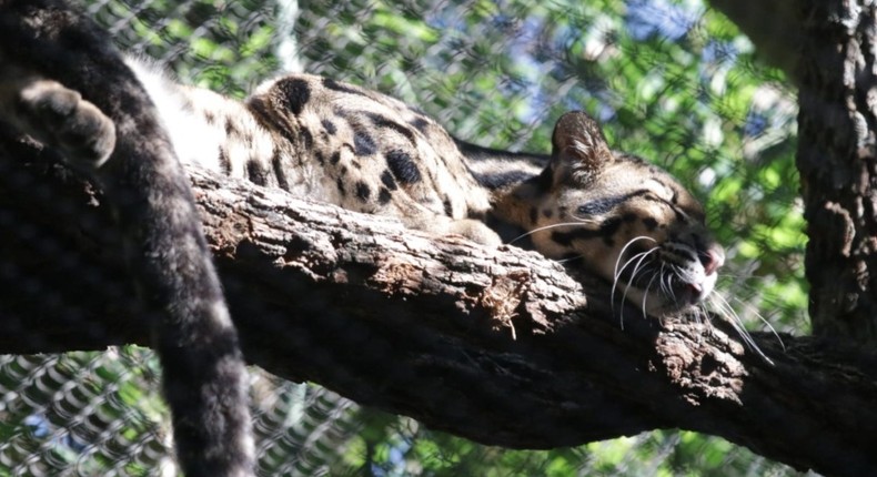 The zoo's missing clouded leopard, Nova, is pictured.Dallas Zoo