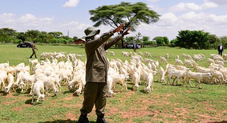 Museveni's goats