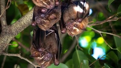 Bats harbour secrets that are crucial to human well-being and global biodiversity [Pexels/CC0]