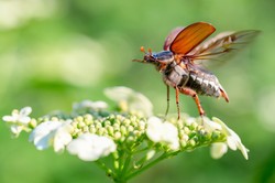 Czy chrabąszcz majowy jest groźny? Dzięki tym sposobom skutecznie się go pozbędziesz
