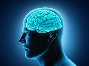 Zidentyfikowano obszary mózgu odpowiedzialne za inteligencję wrodzoną