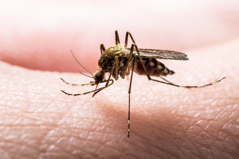 Czy komary przenoszą koronawirus SARS-CoV-2? Najnowsze badanie naukowców