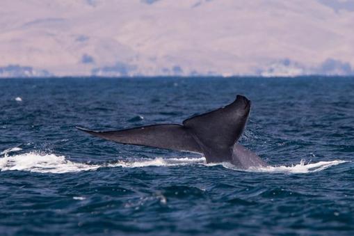 wieloryb płetwa