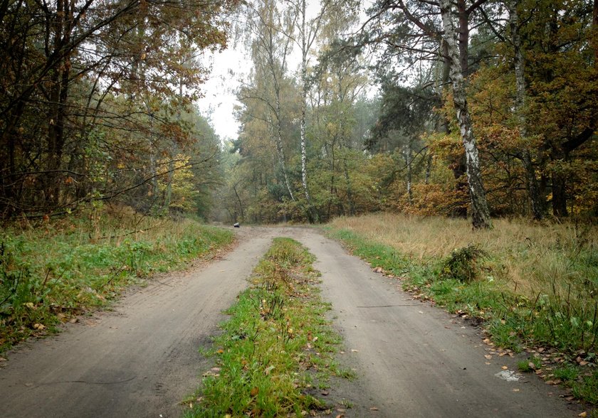 Oprawca wywiózł ofiarę do lasu