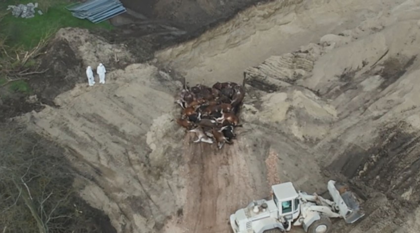 sahranjeno više od 3.000 goveda