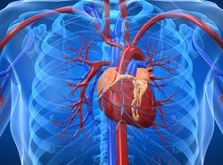 Choroby serca zabiją 1,7 miliona Polaków