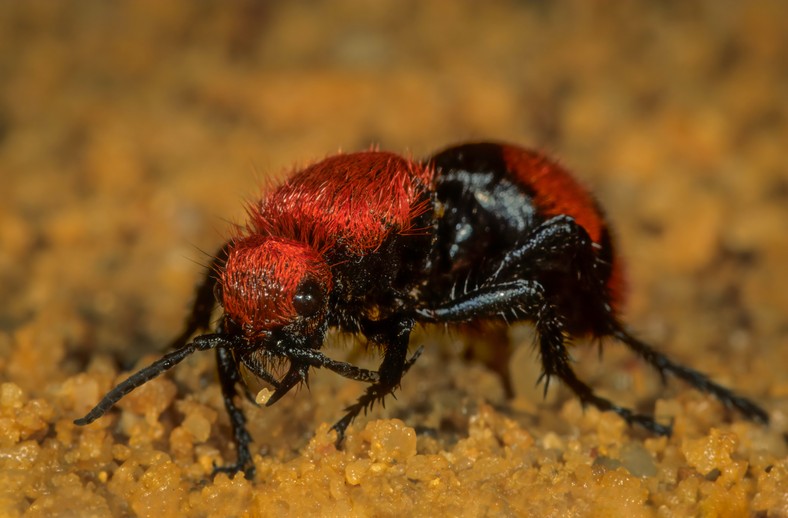 Żronka z gatunku Dasymutilla occidentalis