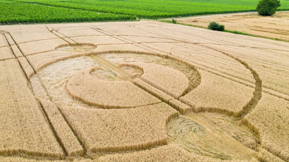 Kręgi w zbożu na polu w Alzacji we Francji