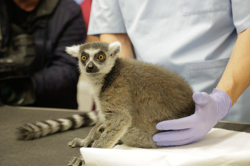 Lemur Julian przeszedł operację kręgosłupa