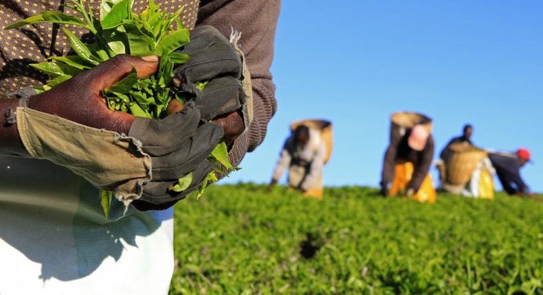 Kenya rakes in more than $300 million in tea earning in just 3 months as country moves to grow exports by 25 per cent annually