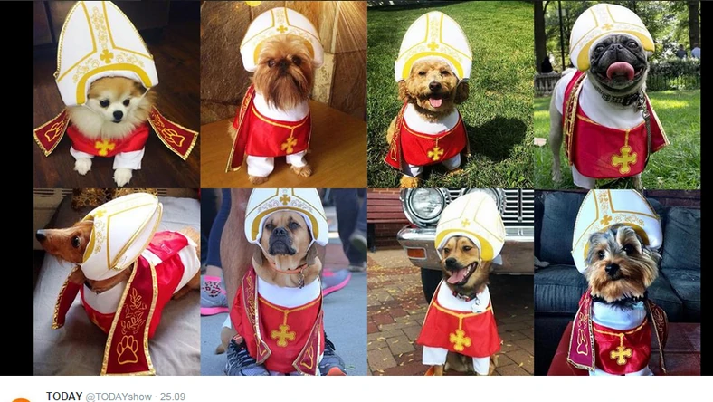 popedog-robi-furore-w-sieci.webp