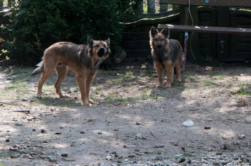 Bestie chciały ją rozszarpać