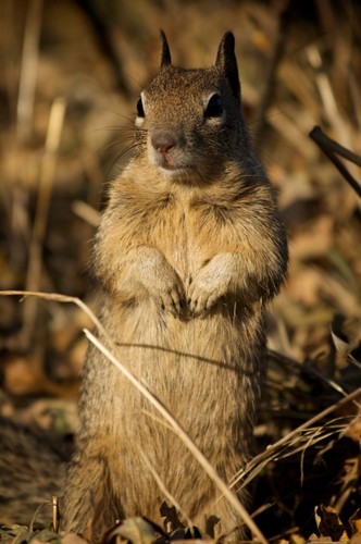 'Dzika Ameryka'. Zdjęcia z nowego serialu Discovery Channel