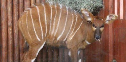 Antylopy zamieszkały w stołecznym zoo