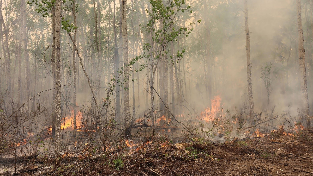 Dym z płonących kanadyjskich lasów dotarł do Europy. Pojawi się także w Polsce
