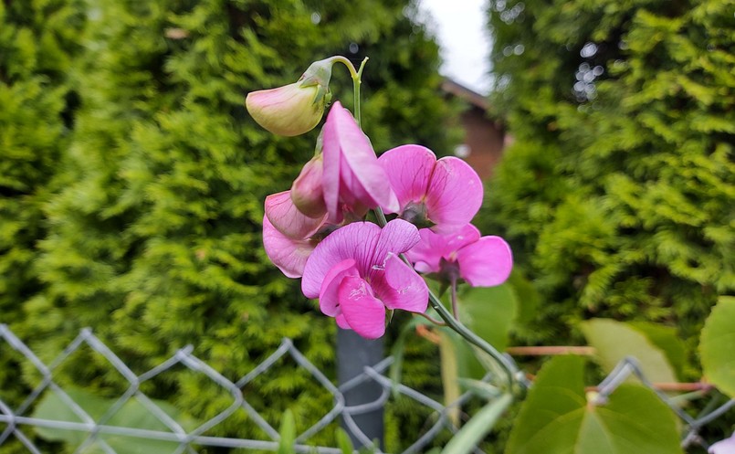 Zdjęcie wykonane telefonem Motorola One Zoom