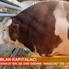Bik Jablan