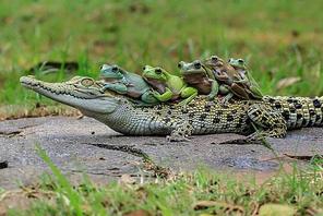 Żaby i krokodyl różańcowy.
